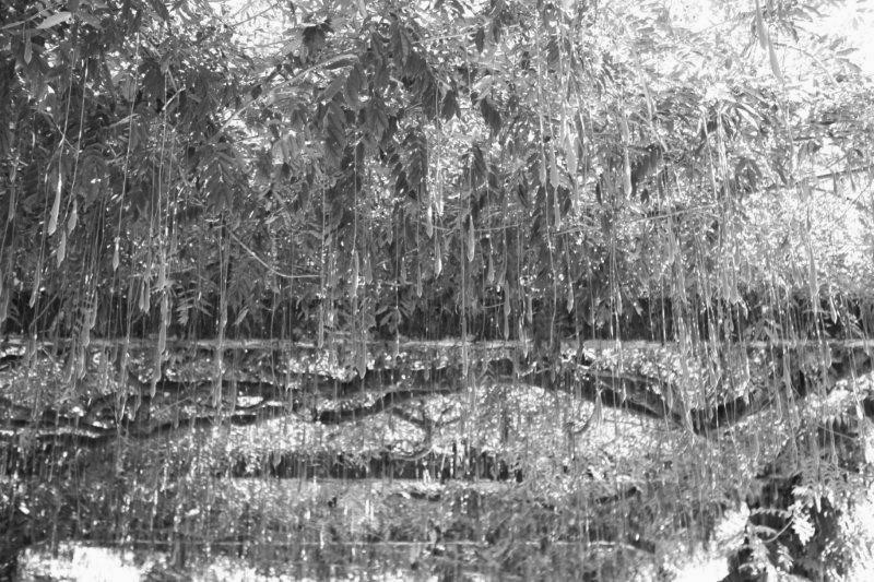 201408-Bussaco-Fot-Antonio-Bracons (14)