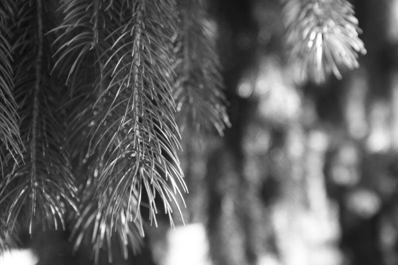 201408-Bussaco-Fot-Antonio-Bracons (15)