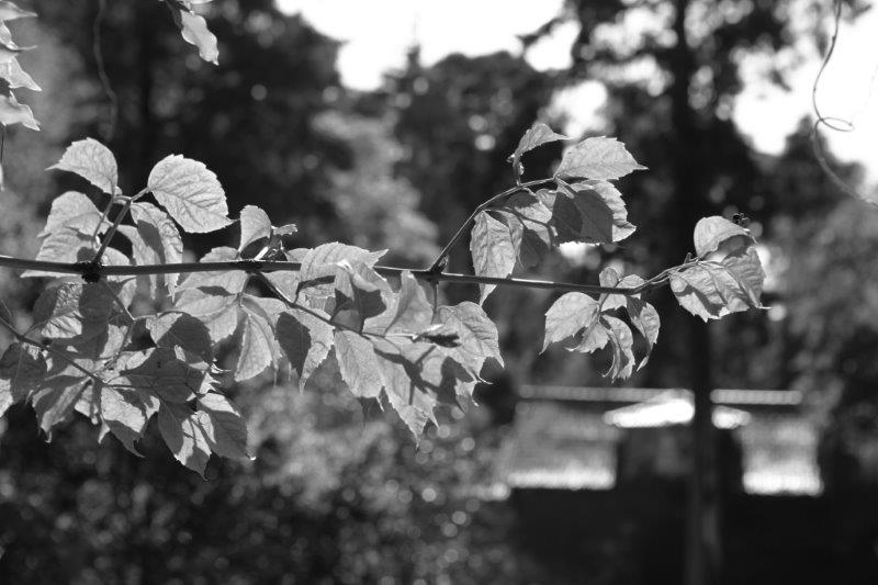 201408-Bussaco-Fot-Antonio-Bracons (16)
