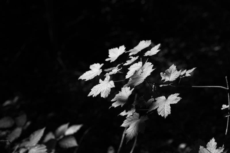 201408-Bussaco-Fot-Antonio-Bracons (17)