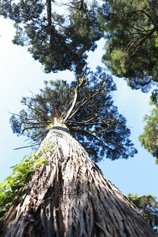 201408-Bussaco-Fot-Antonio-Bracons (19)