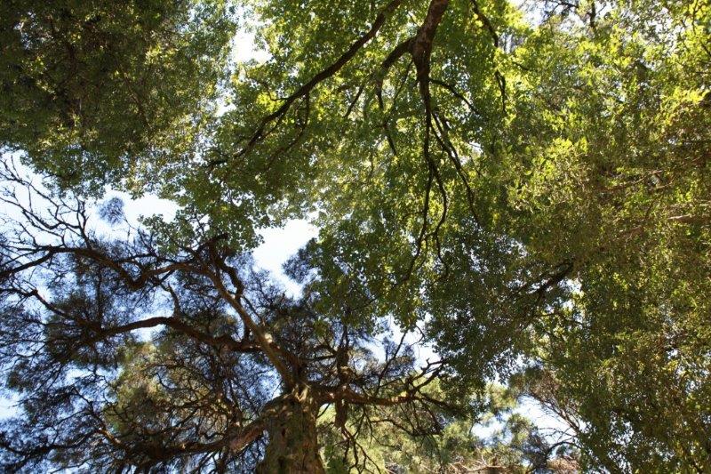 201408-Bussaco-Fot-Antonio-Bracons (22)