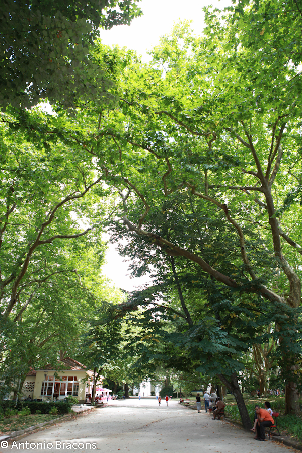 Caldas da Rainha-Parque-2014-FotAntonioBracons (1)