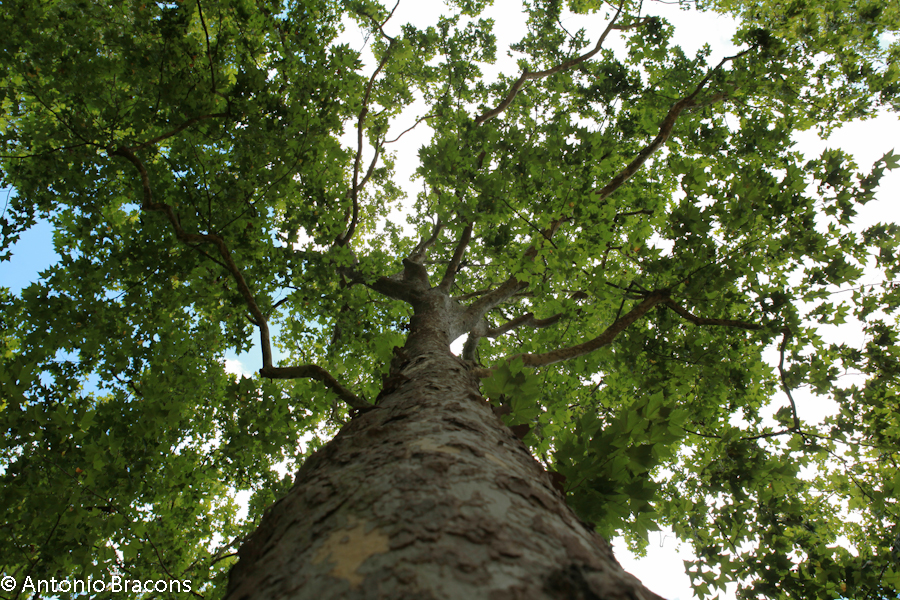 Caldas da Rainha-Parque-2014-FotAntonioBracons (6)
