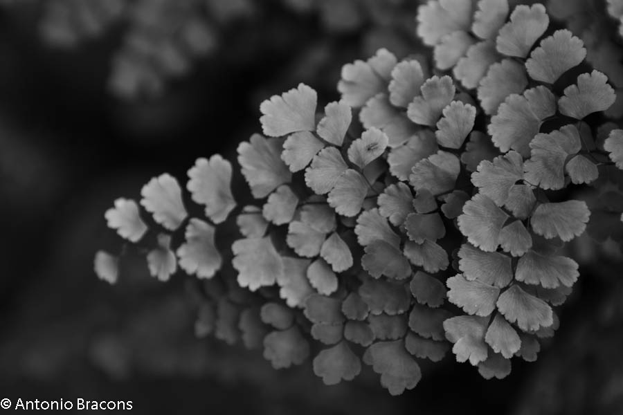 EstufaFria-Lisboa-FotAntonioBracons (2)