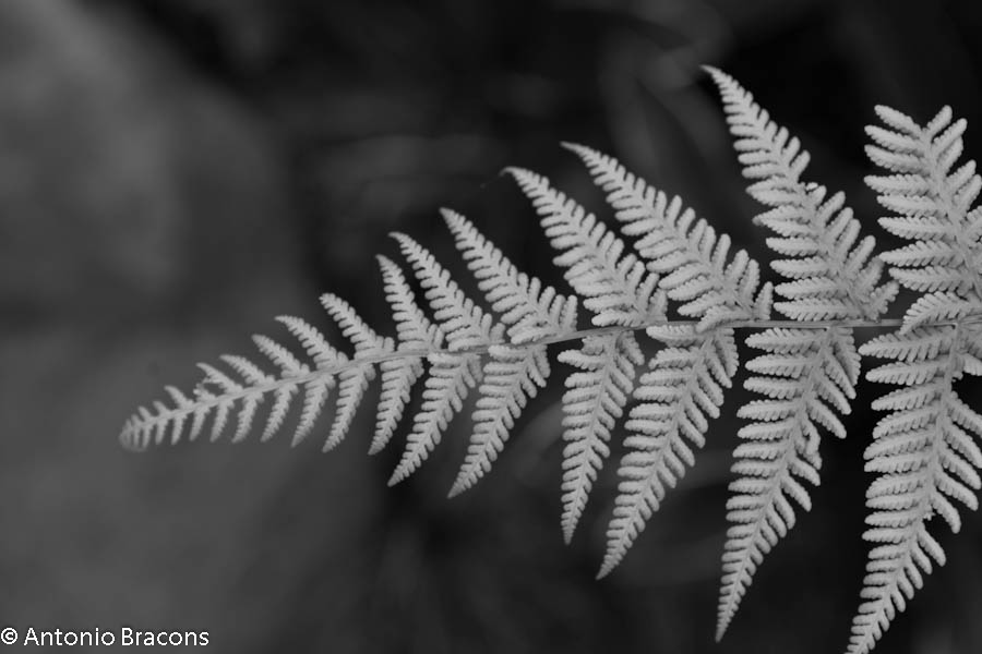 EstufaFria-Lisboa-FotAntonioBracons (3)