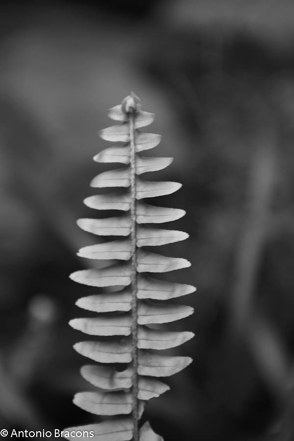 EstufaFria-Lisboa-FotAntonioBracons (4)