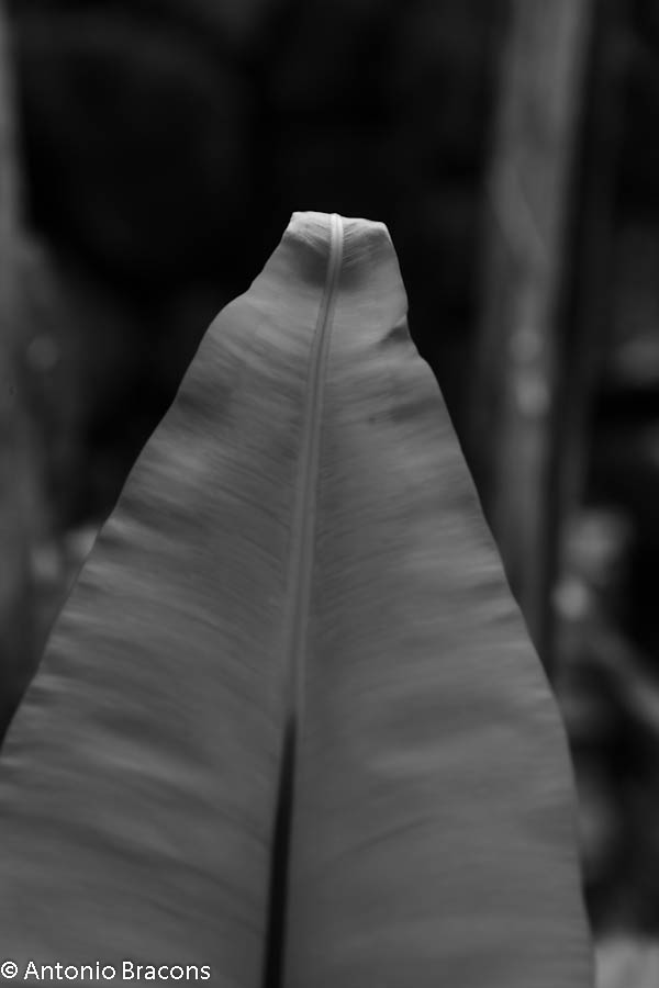 EstufaFria-Lisboa-FotAntonioBracons (5)