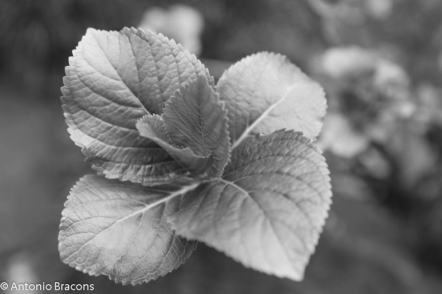 EstufaFria-Lisboa-FotAntonioBracons (7)