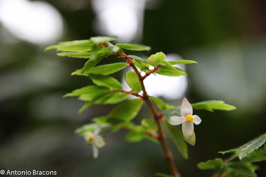EstufaFria2-Lisboa-FotAntonioBracons (2)