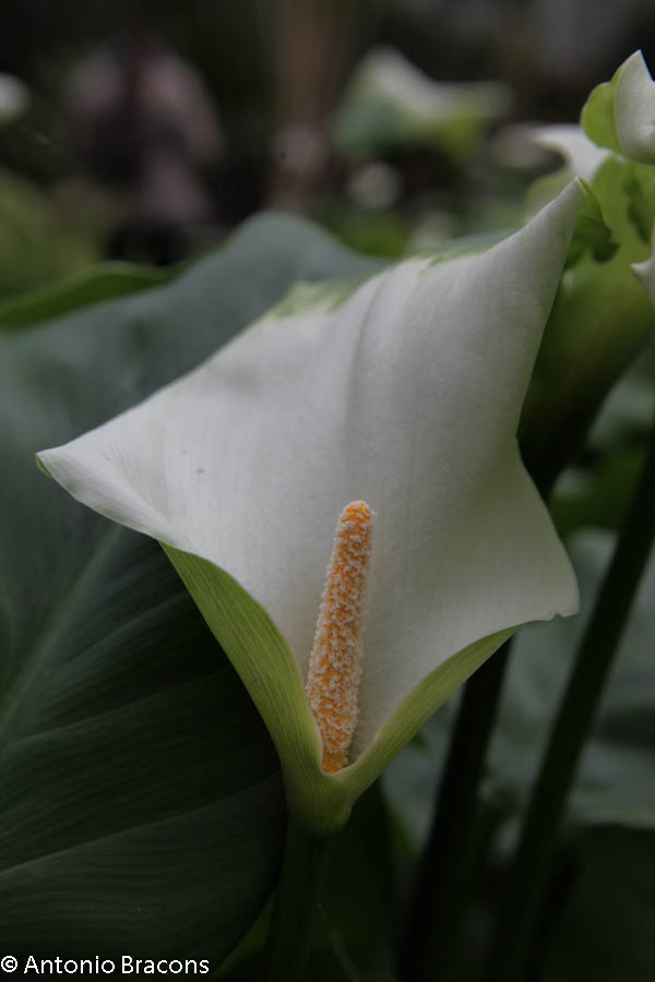 EstufaFria2-Lisboa-FotAntonioBracons (4)