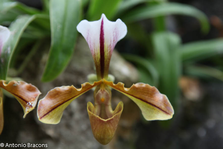 EstufaFria2-Lisboa-FotAntonioBracons (5)