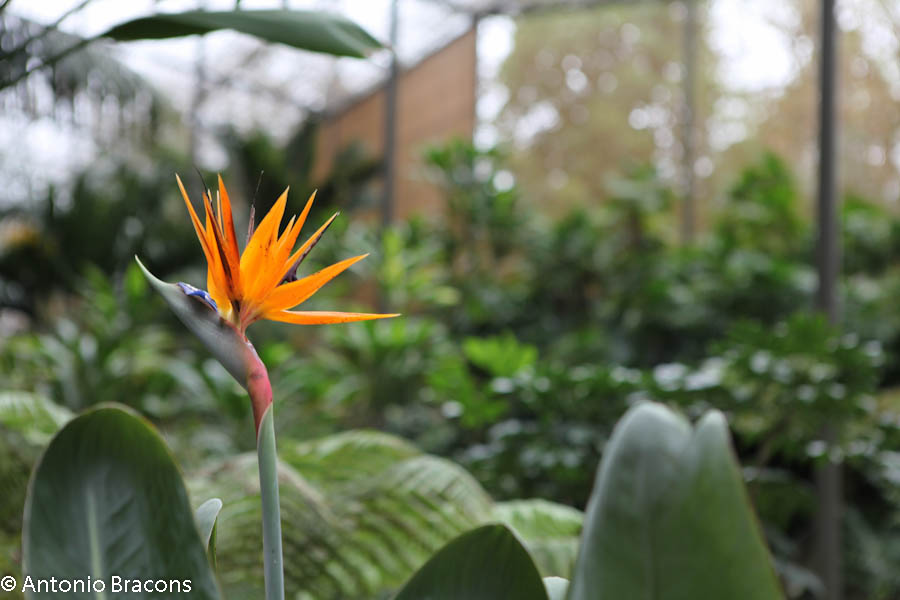 EstufaFria2-Lisboa-FotAntonioBracons (8)