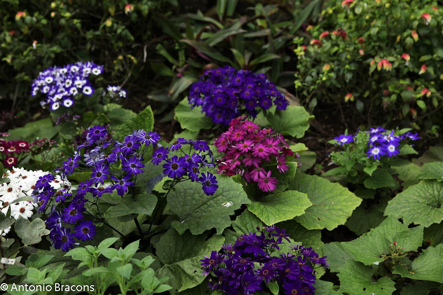 EstufaFria2-Lisboa-FotAntonioBracons (9)