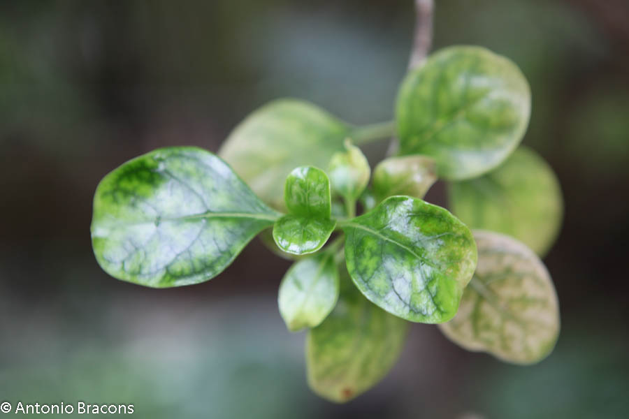 EstufaFria3-Lisboa-FotAntonioBracons (10)