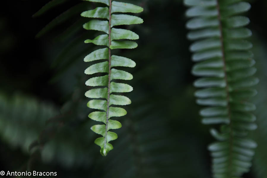 EstufaFria3-Lisboa-FotAntonioBracons (2)