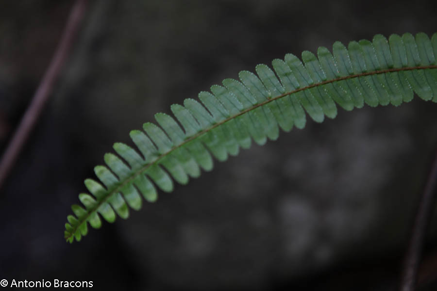 EstufaFria3-Lisboa-FotAntonioBracons (3)