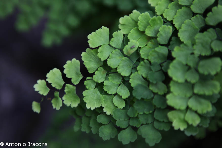 EstufaFria3-Lisboa-FotAntonioBracons (4)