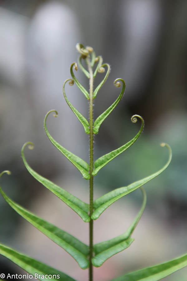 EstufaFria3-Lisboa-FotAntonioBracons (5)