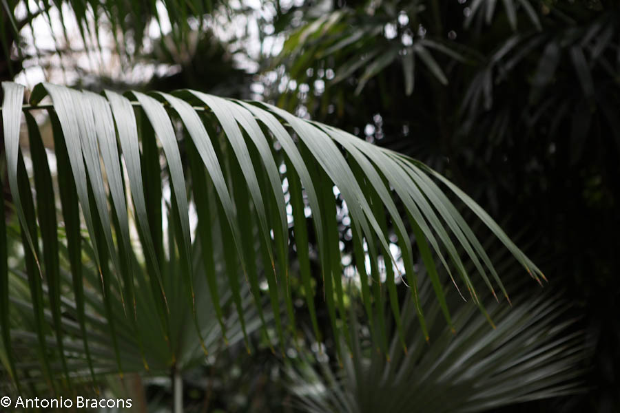 EstufaFria3-Lisboa-FotAntonioBracons (6)