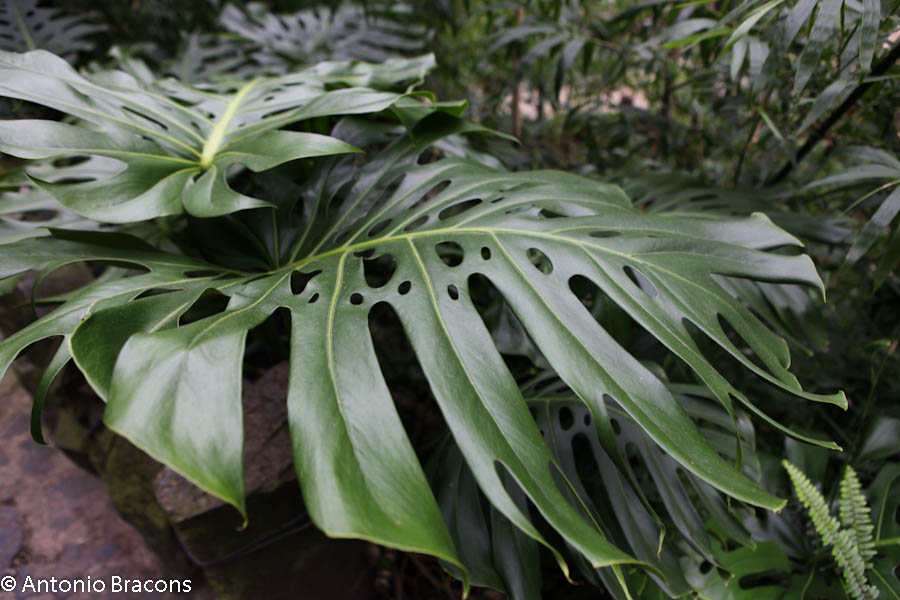 EstufaFria3-Lisboa-FotAntonioBracons (7)