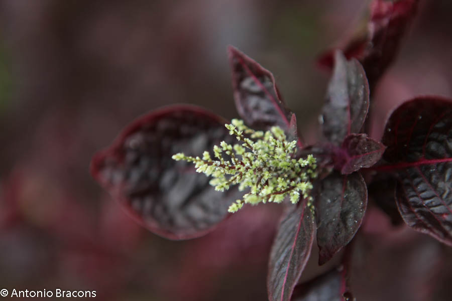 EstufaFria4-Lisboa-FotAntonioBracons (1)