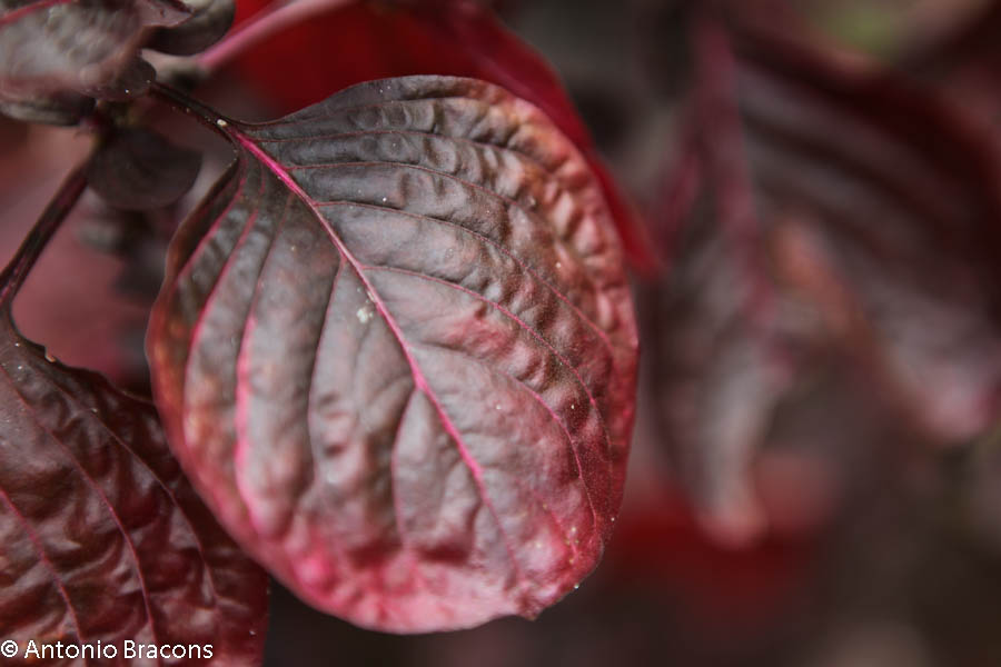 EstufaFria4-Lisboa-FotAntonioBracons (2)