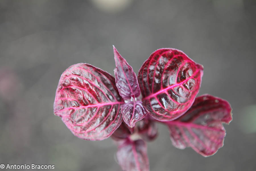 EstufaFria4-Lisboa-FotAntonioBracons (3)