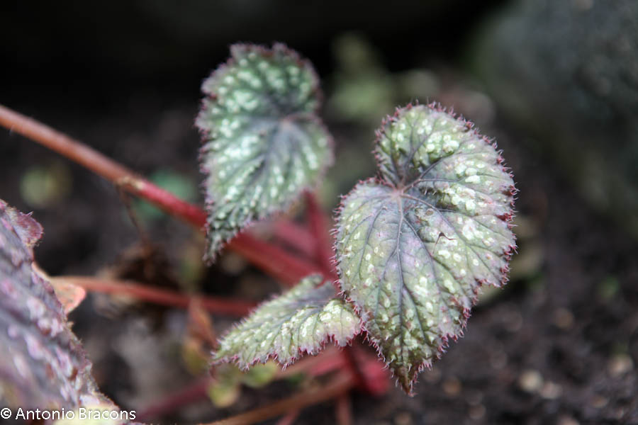 EstufaFria4-Lisboa-FotAntonioBracons (4)