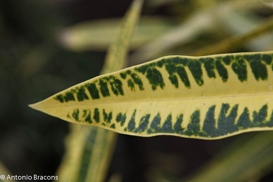 EstufaFria4-Lisboa-FotAntonioBracons (6)