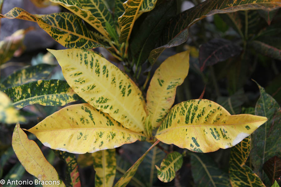 EstufaFria4-Lisboa-FotAntonioBracons (7)