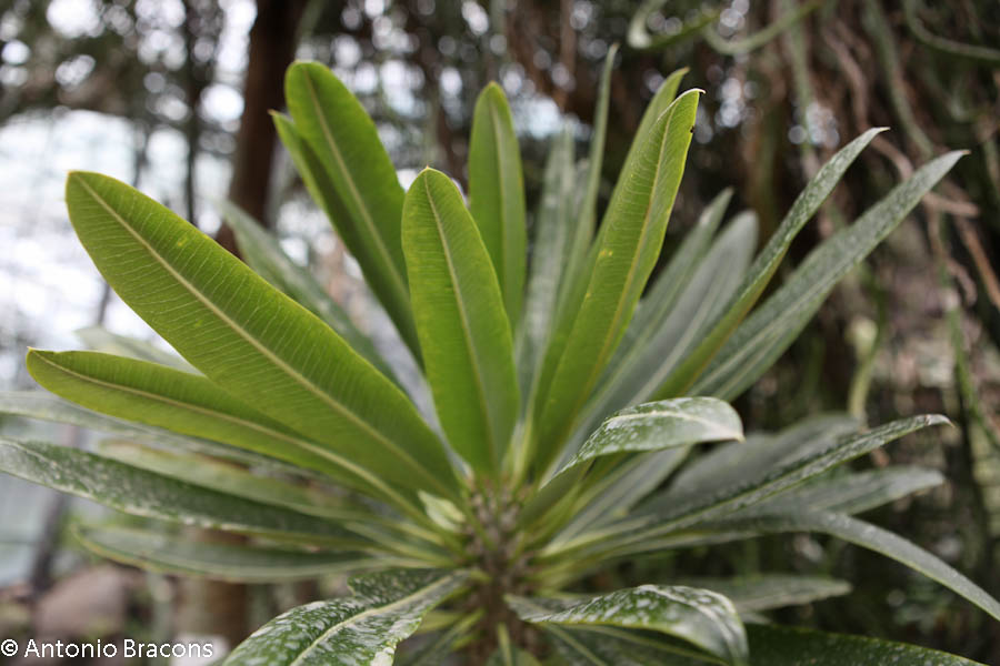 EstufaFria4-Lisboa-FotAntonioBracons (8)