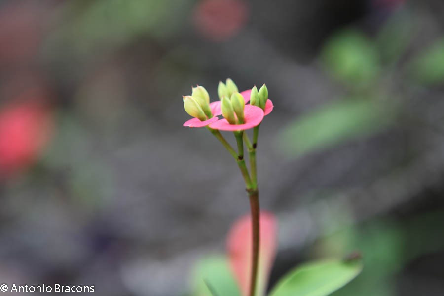 EstufaFria5-Lisboa-FotAntonioBracons (1)