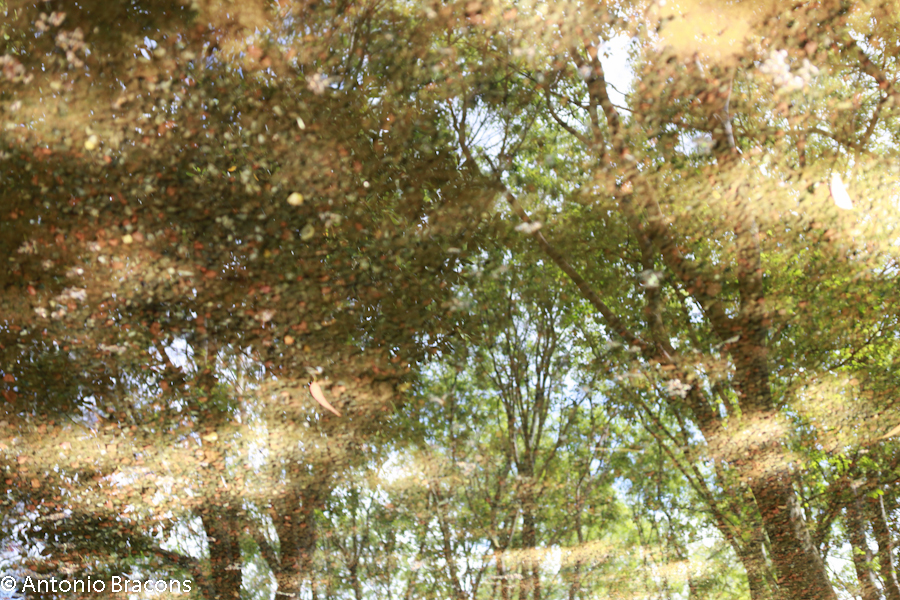 Jardim-FCG-Lisboa-2015-FotAntonioBracons (4)