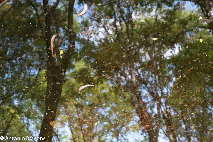 Jardim-FCG-Lisboa-2015-FotAntonioBracons (5)