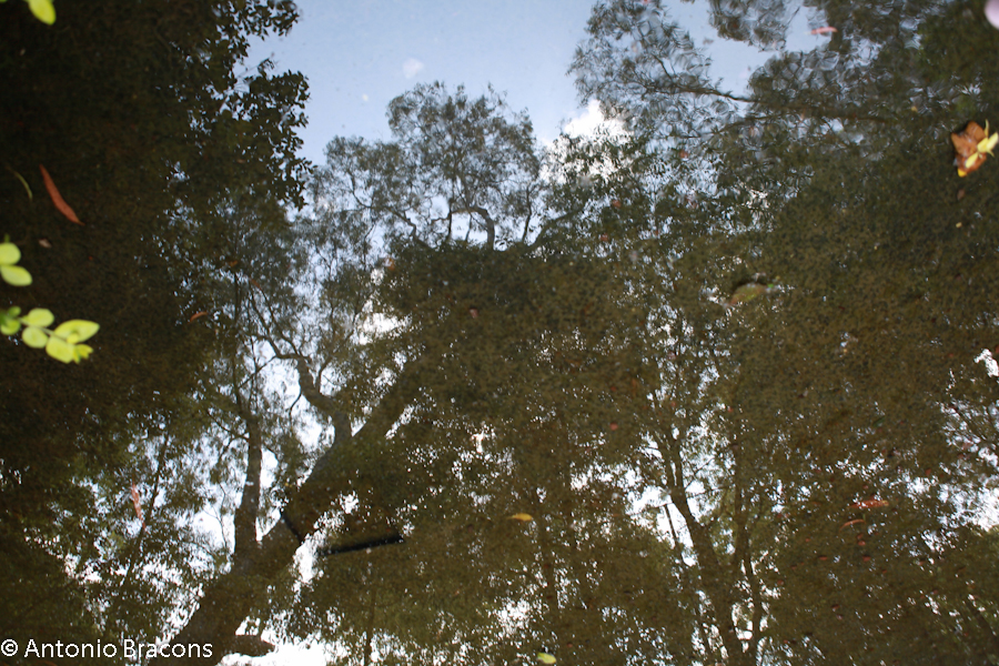 Jardim-FCG-Lisboa-2015-FotAntonioBracons (6)