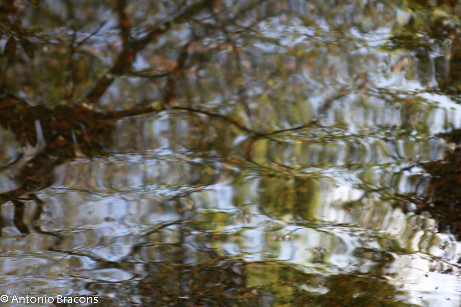Jardim-FCG-Lisboa-2015-FotAntonioBracons (7)