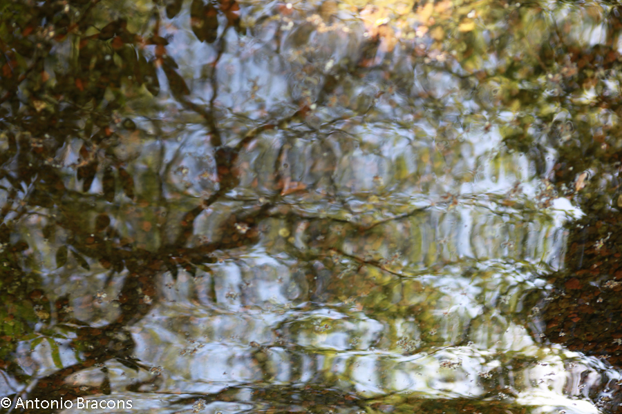 Jardim-FCG-Lisboa-2015-FotAntonioBracons (8)