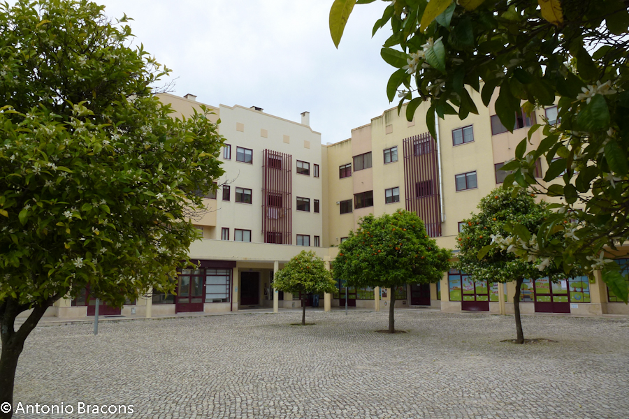 Odivelas-FlorLaranjeira-2015-FotAntonioBracons (1)