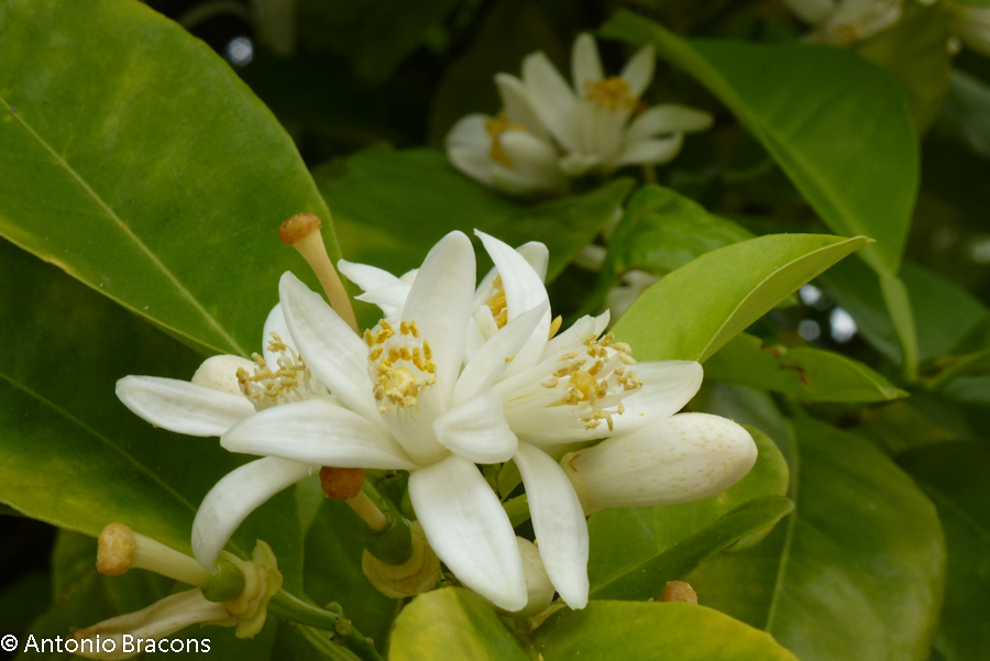 Odivelas-FlorLaranjeira-2015-FotAntonioBracons (10)