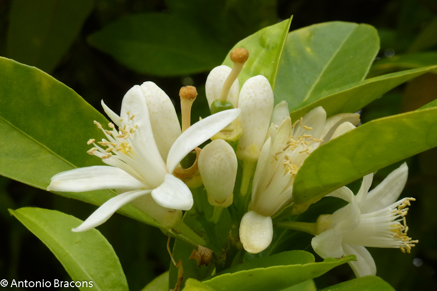 Odivelas-FlorLaranjeira-2015-FotAntonioBracons (11)