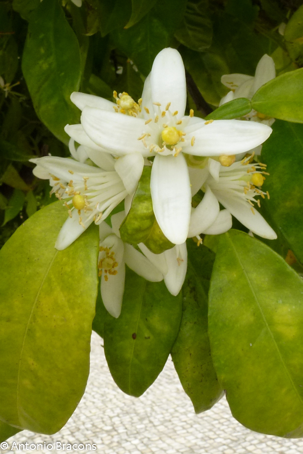 Odivelas-FlorLaranjeira-2015-FotAntonioBracons (12)