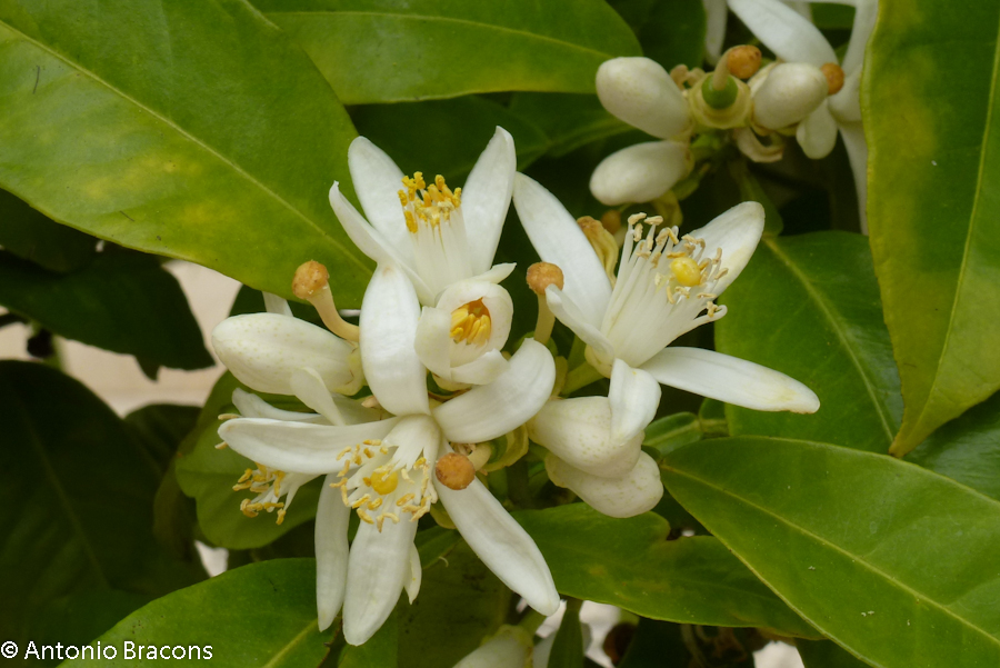 Odivelas-FlorLaranjeira-2015-FotAntonioBracons (5)