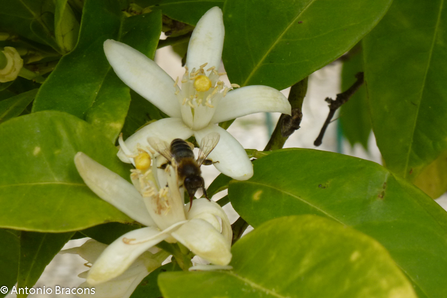 Odivelas-FlorLaranjeira-2015-FotAntonioBracons (6)