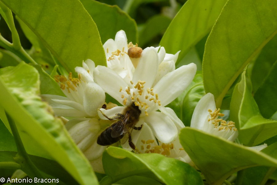 Odivelas-FlorLaranjeira-2015-FotAntonioBracons (7)