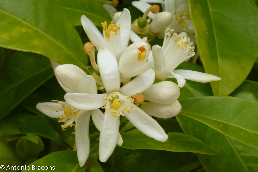 Odivelas-FlorLaranjeira-2015-FotAntonioBracons (9)