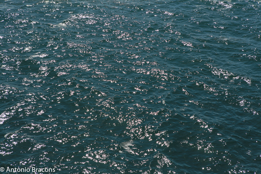 Peniche-CaboCarvoeiro-2015-FotAntonioBracons (6)