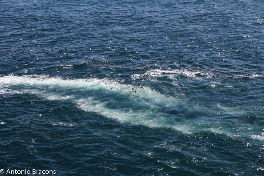 Peniche-CaboCarvoeiro-2015-FotAntonioBracons (9)