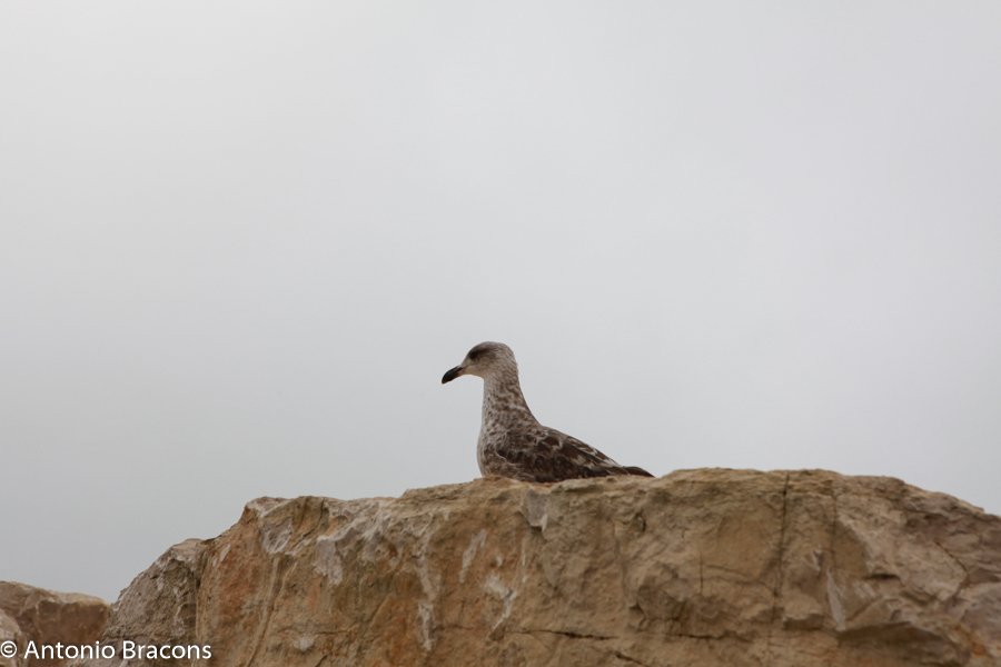 Peniche-FotAntonioBracons (8)
