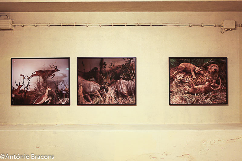 170311-Exp-AtelierLx-Confeitaria-Final_Proj-or_PCatrica-Fot_A_Bracons (37)